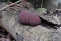 Close Up Of Young And Still Growing Pinkish Brown King Alfred\'s Cake Mushrooms On The Surface Of A Dead Jack Fruit Trunk