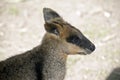 Young swamp wallaby Royalty Free Stock Photo