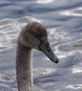 Close up of a young swan swimming in lake Royalty Free Stock Photo