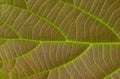 Close up of a young teak Tectona grandis leaf, for background Royalty Free Stock Photo