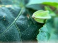 Close up of young trailing abutilon flower