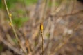 Close up young tree bud