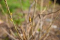 Close up young tree bud