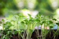 Close up of young tree with soil in background. Earth Day concept. Royalty Free Stock Photo