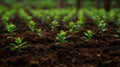 Close up of young trees seedling in the wood, greening planet concept