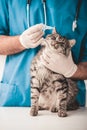 Close up.Young veterinarian bearded man in vet