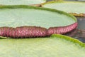 Close up young victoria waterlily leaf blooming float in lake Royalty Free Stock Photo