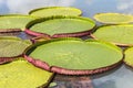 Victoria waterlily leaf blooming in lake Royalty Free Stock Photo