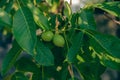 A close-up of young walnuts on the tree