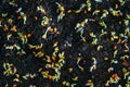 Close up of young watercress salad sprouts