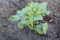 Young watermelon tree