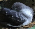 Close up of a young Wedge-tailed Shearwater bird sleeping in its underground nest in Kilauea, Kauai