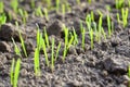 Close up young wheat seedlings growing in a field. Agriculture and agronomy theme Royalty Free Stock Photo