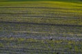 Close up young wheat seedlings growing in a field. Green wheat growing in soil. Close up on sprouting rye agriculture on Royalty Free Stock Photo