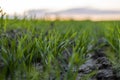 Close up young wheat seedlings growing in a field. Green wheat growing in soil. Close up on sprouting rye agriculture on Royalty Free Stock Photo