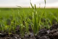 Close up young wheat seedlings growing in a field. Green wheat growing in soil. Close up on sprouting rye agriculture on Royalty Free Stock Photo