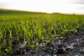 Close up young wheat seedlings growing in a field. Green wheat growing in soil. Close up on sprouting rye agriculture on Royalty Free Stock Photo