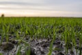 Close up young wheat seedlings growing in a field. Green wheat growing in soil. Close up on sprouting rye agriculture on Royalty Free Stock Photo