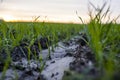 Close up young wheat seedlings growing in a field. Green wheat growing in soil. Close up on sprouting rye agriculture on Royalty Free Stock Photo