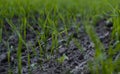 Close up young wheat seedlings growing in a field. Green wheat growing in soil. Close up on sprouting rye agriculture on Royalty Free Stock Photo