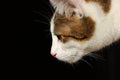 Close-up of a young white and brown cat looking down in front of a black background Royalty Free Stock Photo