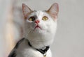 Close-up of a young white and brown cat with a pink nose Royalty Free Stock Photo