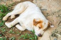 White dog sleep on backyard