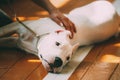 Close Up Young White Dogo Argentino Dog laying On Wooden Floor Royalty Free Stock Photo