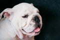 Close Up Young White English Bulldog Dog Royalty Free Stock Photo