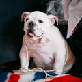 Close Up Young White English Bulldog Dog Royalty Free Stock Photo