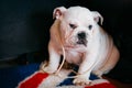 Close Up Young White English Bulldog Dog Royalty Free Stock Photo