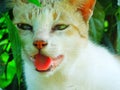 Close up of a young white and grey colour cat sitting in garden plants