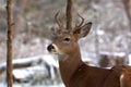 Young White Tail Buck sees first snow Royalty Free Stock Photo