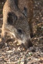 Close up of young wild boar on the forest Royalty Free Stock Photo