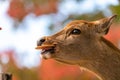 A close up of a young wild deer eating a cracker, human interaction, feeding at Nara Park Japan in Kyoto Royalty Free Stock Photo