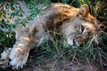 Young wild male lion laying in grass nearly asleep - closeup Royalty Free Stock Photo