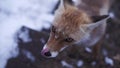 Close up of a young wild red fox face with some snowflakes on its fur. Clip. Beautiful animal licking its nose and Royalty Free Stock Photo