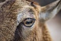 Close-up of Young Wild Sheep Eye