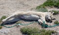 Close up of young wild sled dog puppy stretched out in Ilulissat, Greenland