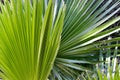 Close-up of  young  windmill palm trees  in a  farm garden Royalty Free Stock Photo