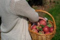 Close up of young woman with basket of ripe red apples in garden Royalty Free Stock Photo