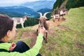 Close up young woman is feeding goats cattle in Carpathian mountains against powerful valley and green forests.