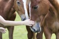 Close-up of young woman hand caressing beautiful chestnut horse head on blurred green sunny summer background. Love to animal, car