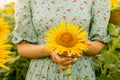 Beautiful girl in dress holds sunflower in field Royalty Free Stock Photo