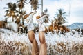 Close up of young woman legs wearing cowgirl boots on the field at sunset Royalty Free Stock Photo