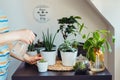Close up young woman watering plant in her home gardening corner. Various green air plants, bonsai tree, succulents in pots on the