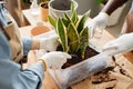 Close up of young woman repotting exotic snake plant in plastic bin