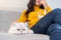 Close up of young women stroking domestic cat while watching movie. Attractive beautiful female sit on sofa, spend leisure free