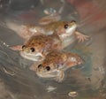 Close up of young Xenopus laevis I Royalty Free Stock Photo