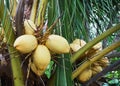 Close up of young yellow coconuts in the garden. Royalty Free Stock Photo